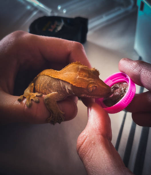 istock my beautifull crested geckos in terrariurm 1476740344