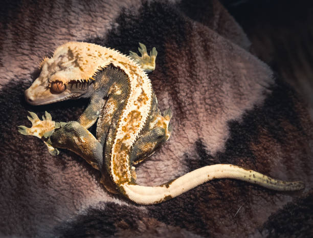 istock my beautifull crested geckos in terrariurm 1476740362