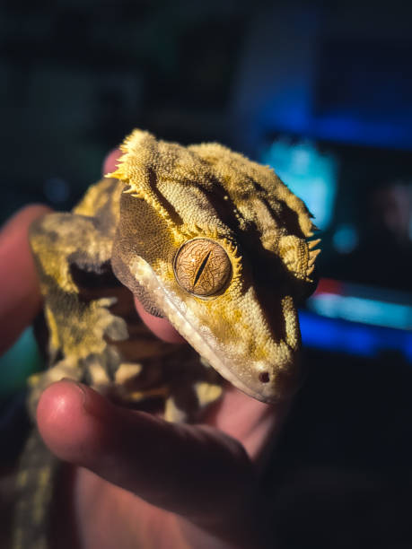 istock my beautifull crested geckos in terrariurm 1476740396