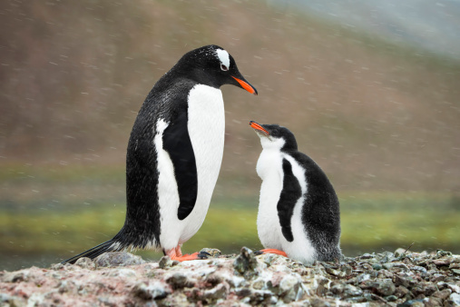 Adelie Penguins are a species of penguin common along the entire coast of the Antarctic continent, which is the only place where ithey are found. It is the most widespread penguin species.