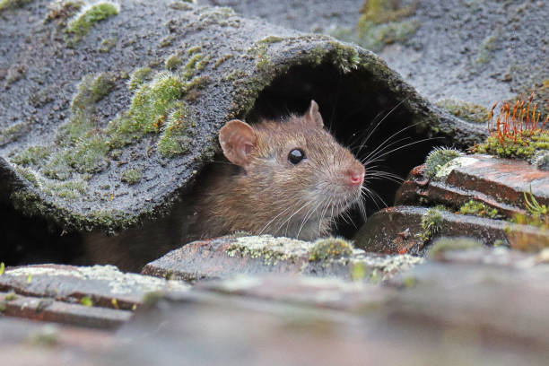 10 march 2023, Basse Yutz, Yutz, Thionville Portes de France, Moselle, Lorraine, Grand Est, France. It's spring. On a roof, a Norway Rat sticks its head through an opening below a corrugated sheet. The rat has a fur color that tends more towards red than the average.