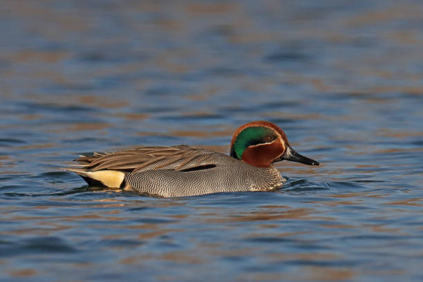 Sarcelle d'hiver - Eurasian Teal (Anas crecca). 02 march 2023, Basse Yutz, Yutz, Thionville Portes de France, Moselle, Lorraine, Grand Est, France. It's the end of winter. Close-up of a male Eurasian Teal calmly floating on the surface of the water. The bird has its breeding plumage. He is in profile. grey teal duck stock pictures, royalty-free photos & images