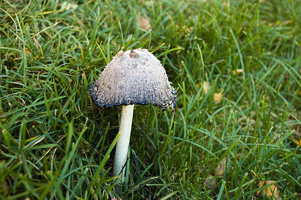 poison mushroom stock photo