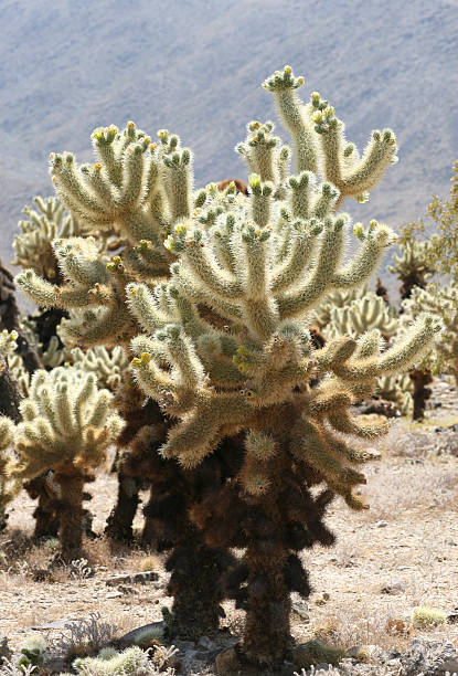 Éclosion d'une fleur de Cactus - Photo