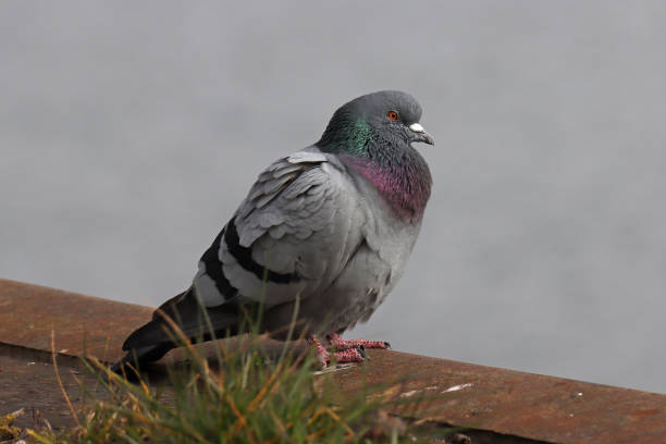 istock Pigeon biset - Rock Dove (Columba livia). 1476744132