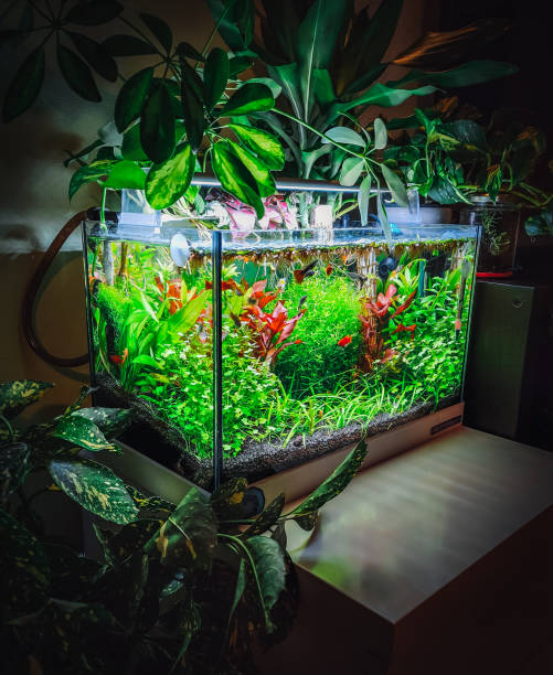 istock view on my beautifull aquarium 1476744148