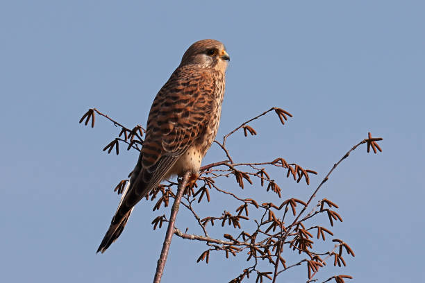 cernícalo - cernícalo común (falco tinnunculus). - animals in the wild blue beak mottled fotografías e imágenes de stock