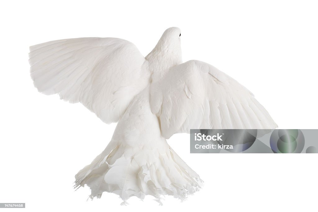 Dove - Foto de stock de Animal royalty-free