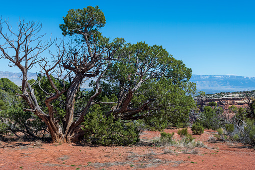 A Utah Juniper tree has let part of itself die to allow the rest to thrive on the red sand rim of the Colorado National Monument in early summer with the blue Grand Mesa on the horizon under a clear sky.