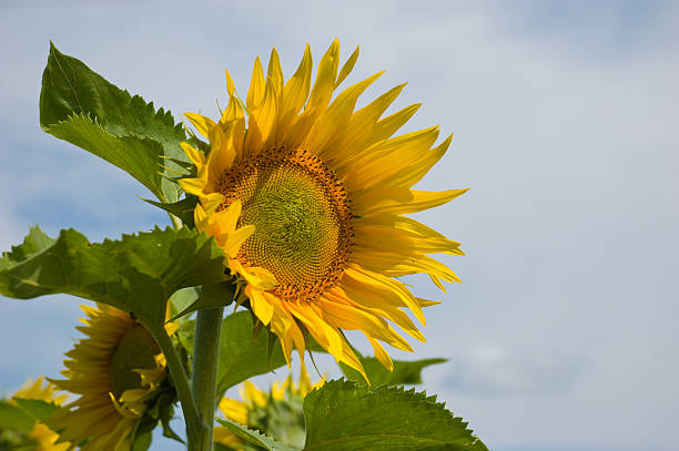 sunflower on sky background stock photo