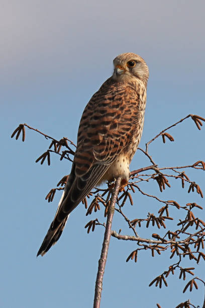 cernícalo - cernícalo común (falco tinnunculus). - animals in the wild blue beak mottled fotografías e imágenes de stock