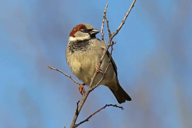 18 march 2023, Basse Yutz, Yutz, Thionville Portes de France, Moselle, Lorraine, Grand Est, France. It's the end of winter. In a public park, a male House Sparrow perched on a thin branch overhanging a hedge. The bird looks aside. The background is a blue sky.