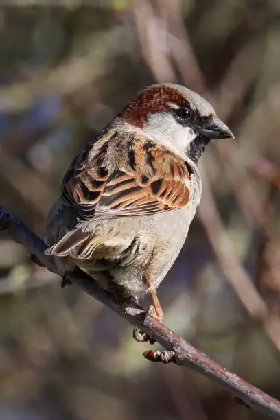 18 march 2023, Basse Yutz, Yutz, Thionville Portes de France, Moselle, Lorraine, Grand Est, France. It's the end of winter. In a public park, close-up of a male House Sparrow that has landed on a thin branch. The bird is from behind. He looks behind him. We can clearly see the tops of its predominantly brown wings.