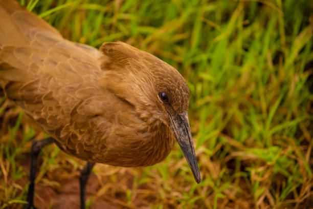 Hamerkop (Scopus umbretta) foraging on river bank very clouse up in real areal wild nature