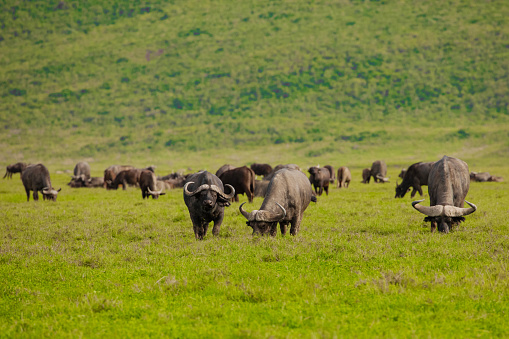 Cape buffalo (Syncerus caffer) standing in a field of dried grasses in african national park Ngorongoro