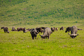 Cape buffalo (Syncerus caffer) standing in a field of dried grasses in Afrika in nature