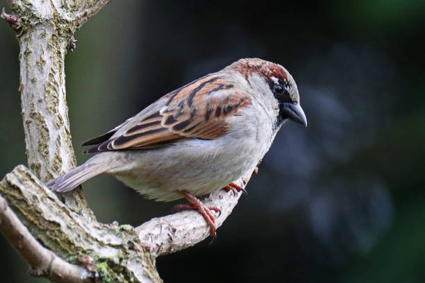 istock Moineau domestique - House Sparrow (Passer domesticus). 1476746290