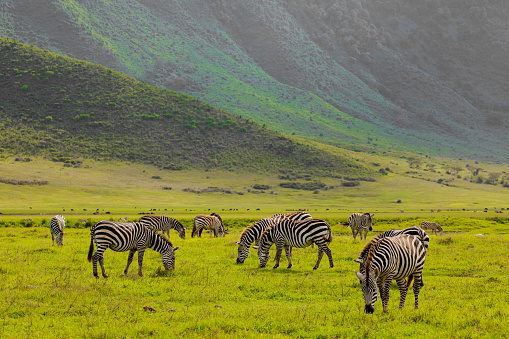 Zebra in the grass nature habitat, National Park of Tanzania. Wildlife scene from nature, Africa Ngorongoro reserve crater