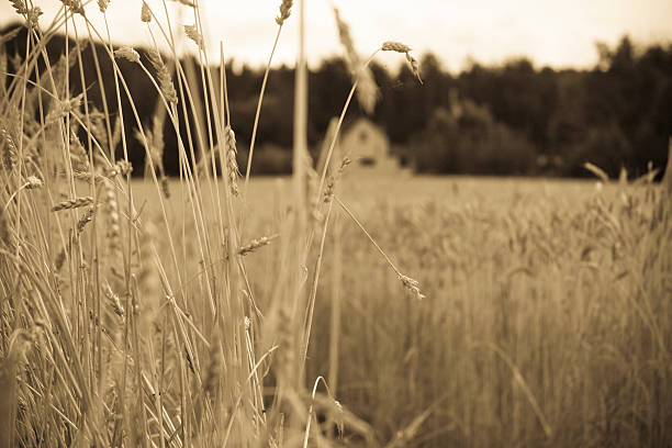 House Hidden in the Wheat Field stock photo