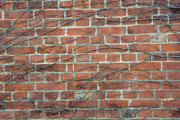 Brick wall with dying ivy stock photo