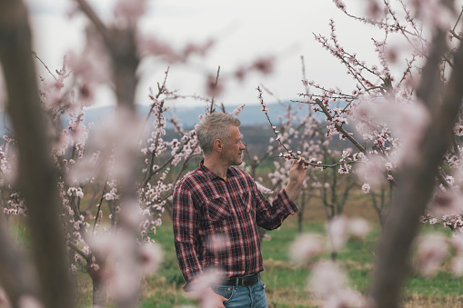 Farmer at his blooming growing orchard in springtime