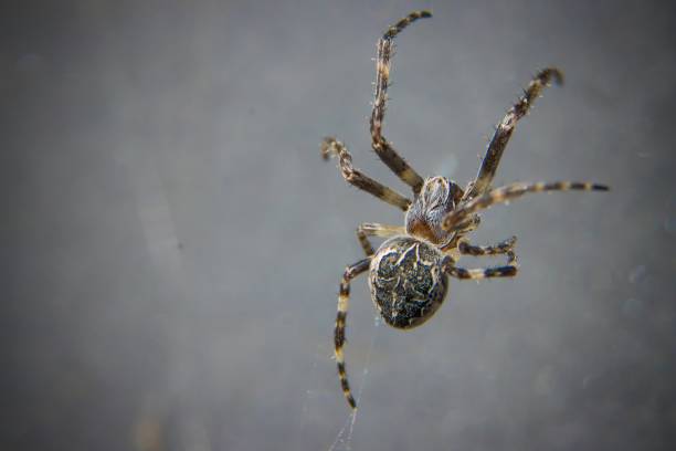 The spider species Araneus diadematus is commonly called the European garden spider, diadem spider, cross spider and crowned orb weaver.