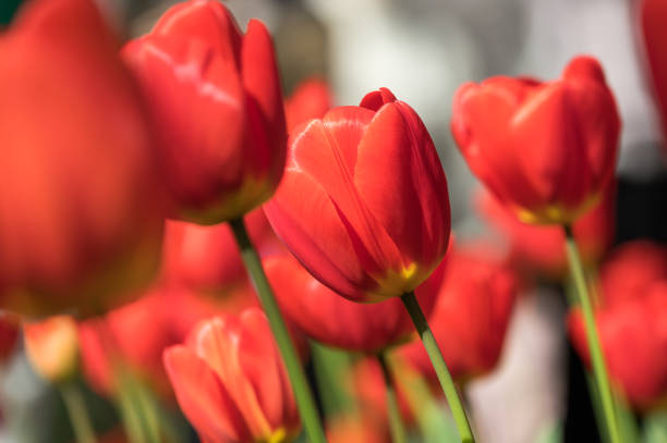 istock Close up of red tulips 1476749003