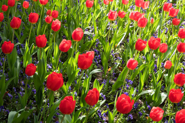 istock A large number of red tulips covering the frame 1476749042