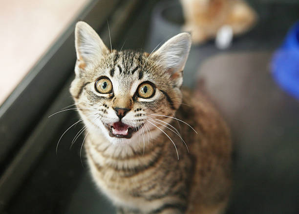 atigrado mascota mirando hacia arriba - miaowing fotografías e imágenes de stock