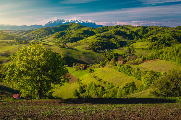 ländliche landschaft mit grünen feldern und schneebedeckten bergen, holbav, rumänien - mountain range carpathian mountain range mountain ridge stock-fotos und bilder