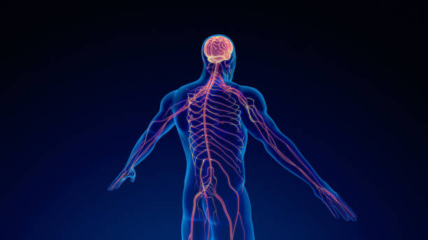 istock Human nervous system medical background 1476750243