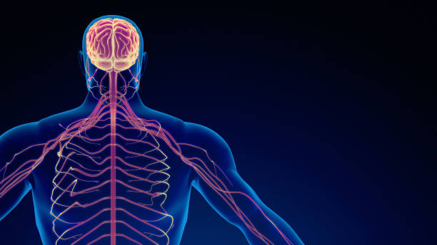 istock Human nervous system medical background 1476750265