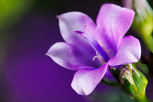 Purple allium flower bloom