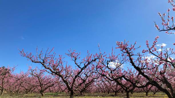 Peach Orchard stock photo