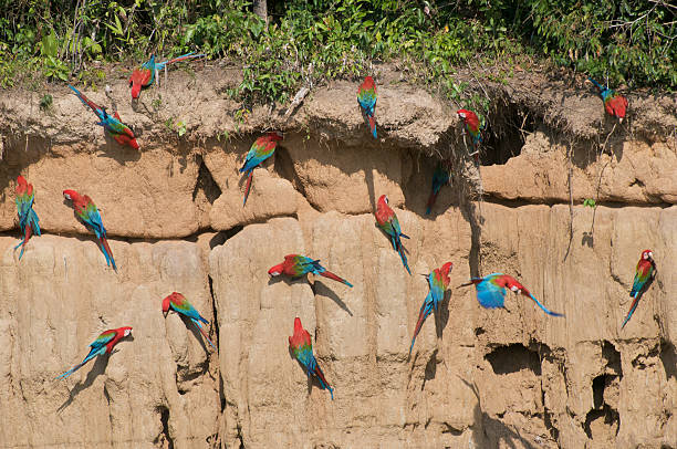 istock Red-and-Green Macaw at salt lick 147675113