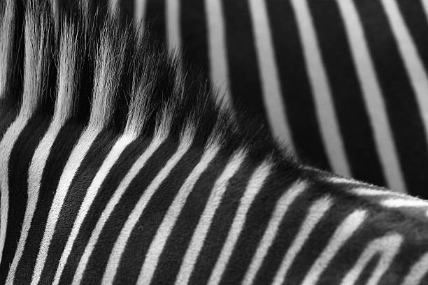 Zebra Print Rug Stock Photos, Pictures & Royalty-Free Images - iStock
