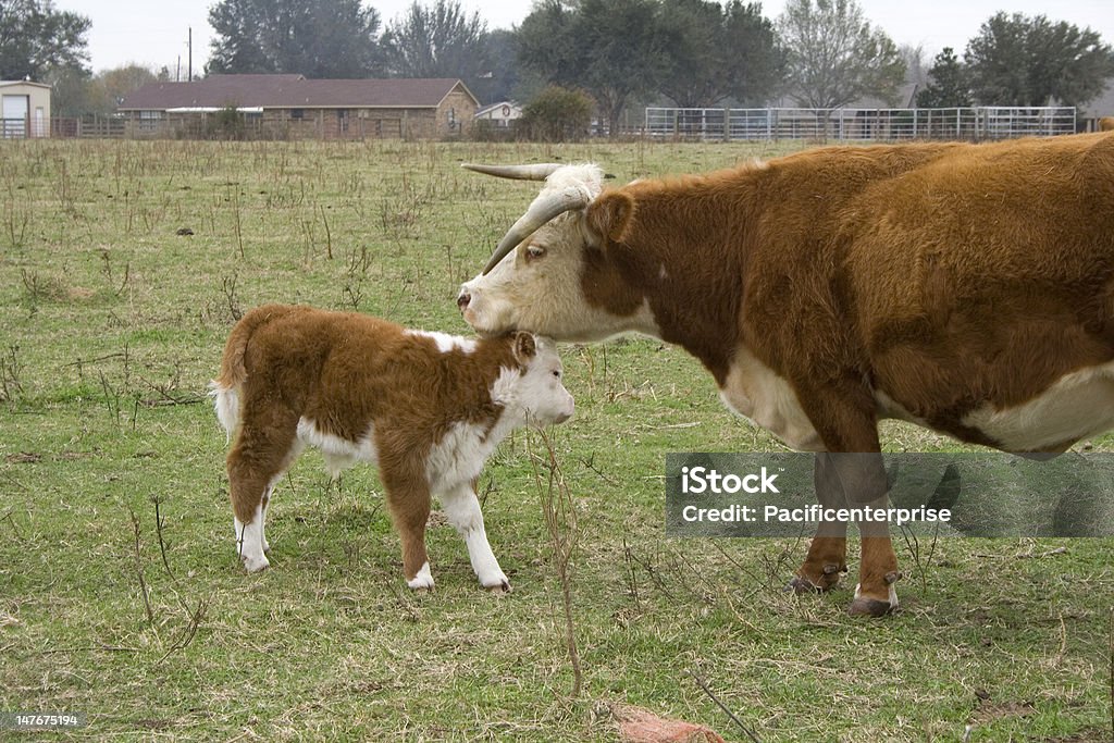 Madre Love - Foto de stock de Texas libre de derechos