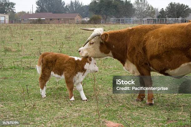 Madre Love Foto de stock y más banco de imágenes de Texas - Texas, Abrazar, Agricultura