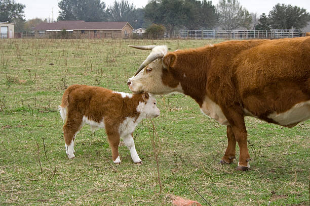 구슬눈꼬리 사랑입니다 - field hereford cattle domestic cattle usa 뉴스 사진 이미지