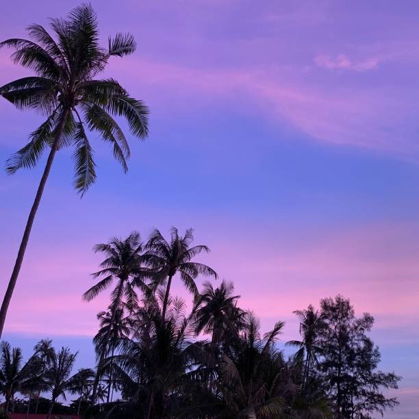 istock Pink sky during sunset with palm trees, Ko Lanta, Thailand 1476752154