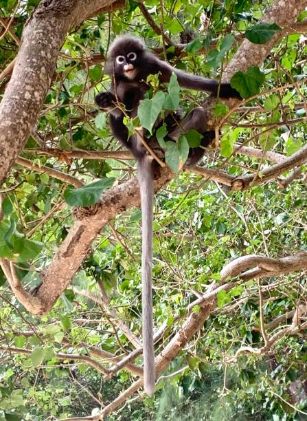 istock Long tailed monkey at Railay Beach, Krabi, Thailand 1476752308