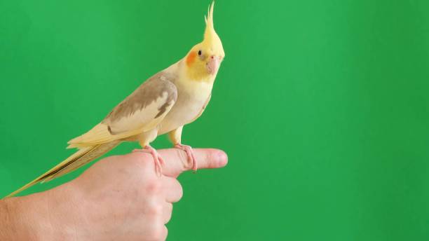 istock A yellow parrot with a beautiful big forelock on a green background. 1476752522