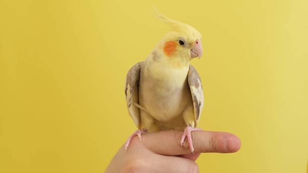 istock Purebred yellow parrot on a bright yellow background, sitting on a hand. 1476752536
