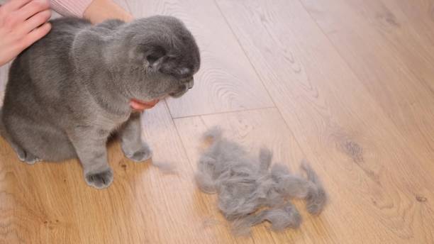 Combing a gray purebred cat. Hair loss in a cat. Hygiene of cats