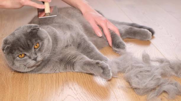 A beautiful gray short-haired cat lies on the floor while being combed. Caring for cat fur. A woman combs a cat