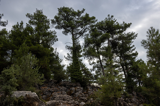 Coniferous trees growing on a hill with big stones. Intense clouds on the sky in the autumn. Forest in the area of a marble factory, Porto Vathy, Thassos (Thasos), Greece.