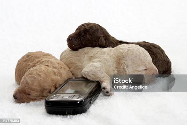 Cuccioli Di Cella - Fotografie stock e altre immagini di Affari - Affari, Animale, Animale da compagnia