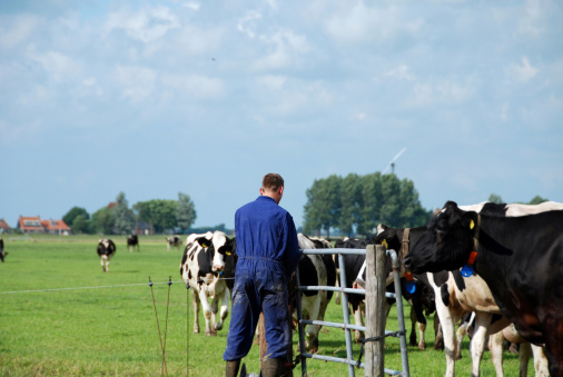 Farmer with his Frisian Holsteiner cows