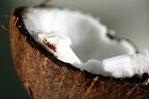 Coconut stock photo