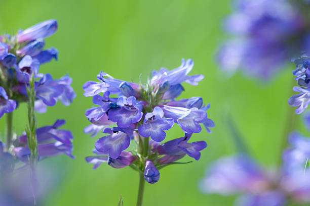 小さな紫色の花 ストックフォト